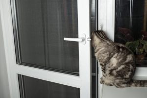 Jak zrobić drzwiczki dla kota - poradnik wideo o tworzeniu klapki w drzwiach