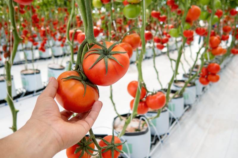 Jak uprawiać pomidory ekologicznie w szklarni lub pod osłonami foliowymi