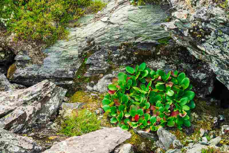 Krzewy liściaste w miniaturze - idealne do małych ogrodów i skalniaków