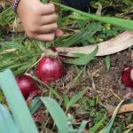 Uprawa czerwonej cebuli w ogrodzie: Porady dotyczące uprawy porów