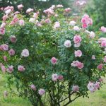 Dzika róża: jak uprawiać ją w ogrodzie?