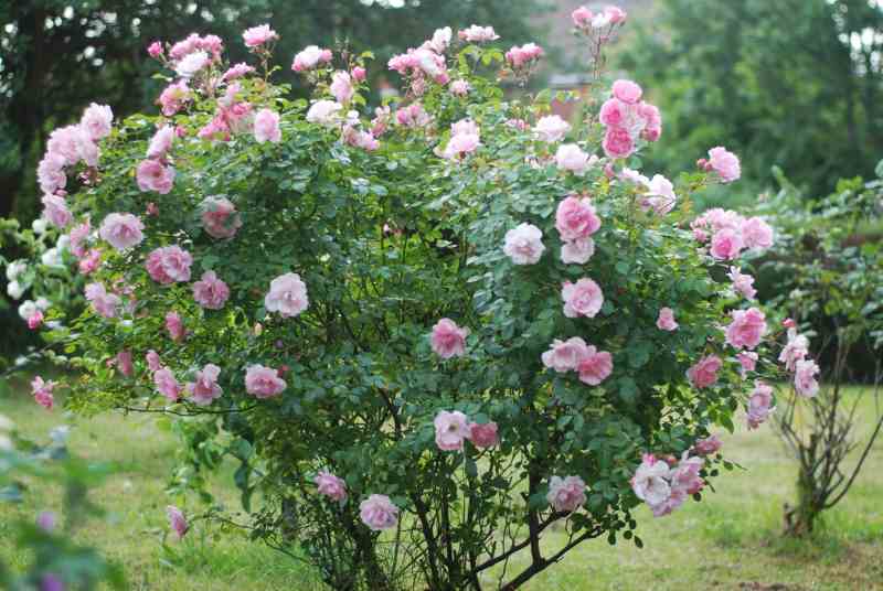 Dzika róża: jak uprawiać ją w ogrodzie?