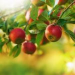 Hodowla nowych odmian jabłoni w ogrodowym sadzie - jak uprawiać, pielęgnować i wybierać odmiany
