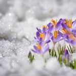 Wiosenne kwiaty nieustraszenie kwitną nawet podczas zimy - cudowne zdjęcia ich kwitnienia w śniegu
