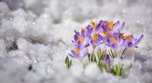 Wiosenne kwiaty nieustraszenie kwitną nawet podczas zimy - cudowne zdjęcia ich kwitnienia w śniegu