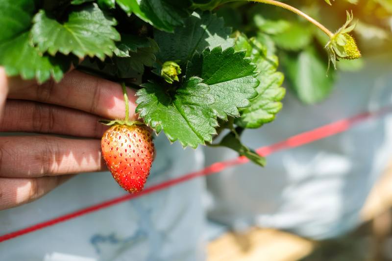 Uprawa i pielęgnacja drzewa truskawkowego: chrusc(i)a jagodna - zastosowanie in your garden